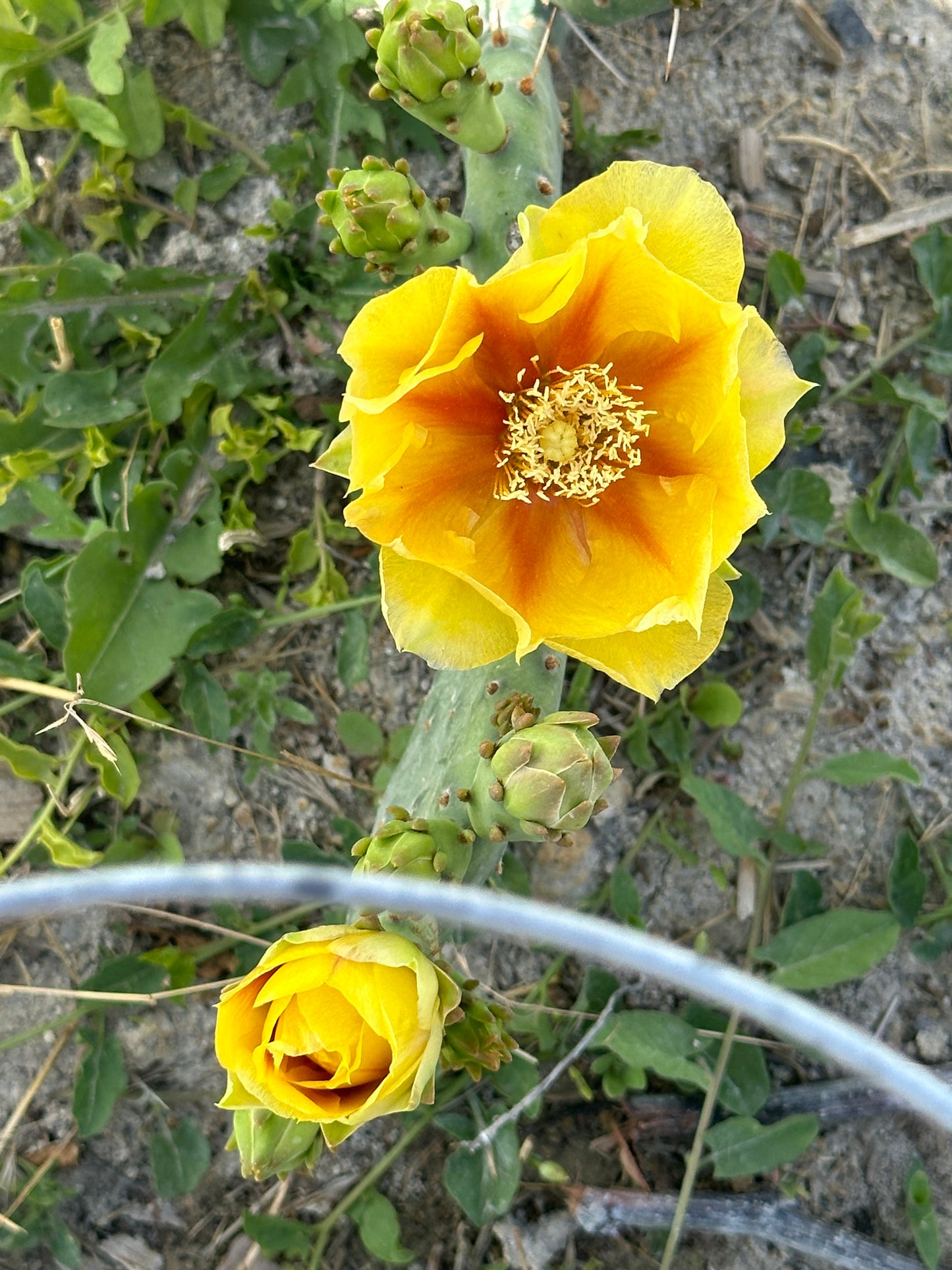 Eastern Prickly Pear Cactus (Opuntia humifusa)